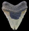 Bargain, Fossil Megalodon Tooth - North Carolina #80109-2